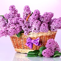 Посмотрите сирень в Челябинске от компании Цветочный блюз!