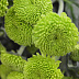 Фото Хризантема Feeling Green