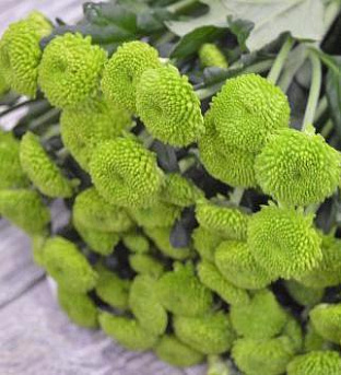 Хризантема Feeling Green / Челябинск / Цена от 280 Р