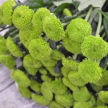 Хризантема Feeling Green / Челябинск / Цена от 280 Р